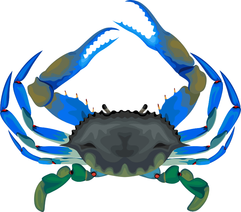 Blue Crab